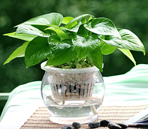辦公室植物